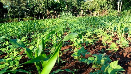 Critical Things to Check Before Buying Land in Kenya